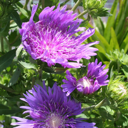 Stokesia Mels Blue