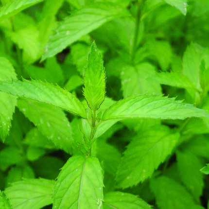 Mint Swiss Spearmint