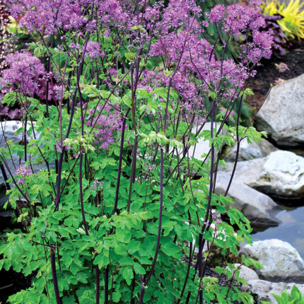 Thalictrum Black Stockings