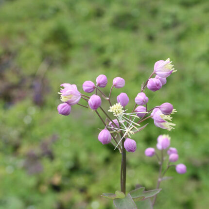 Thalictrum Elin