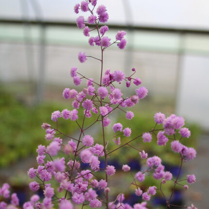Thalictrum d Hewitts Dbl