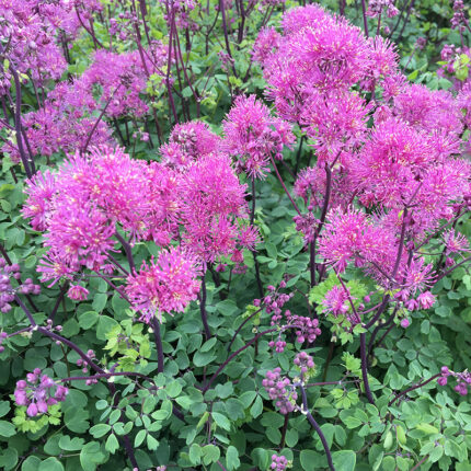 Thalictrum Little Pinkie