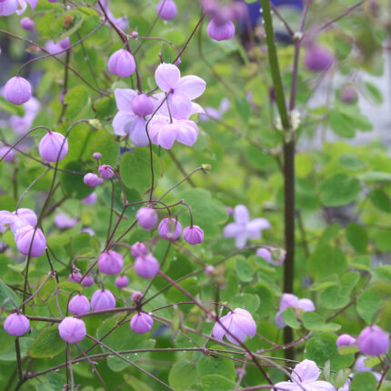Thalictrum Splendide