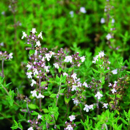 Thyme