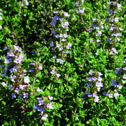 Thymus vulg Compacta