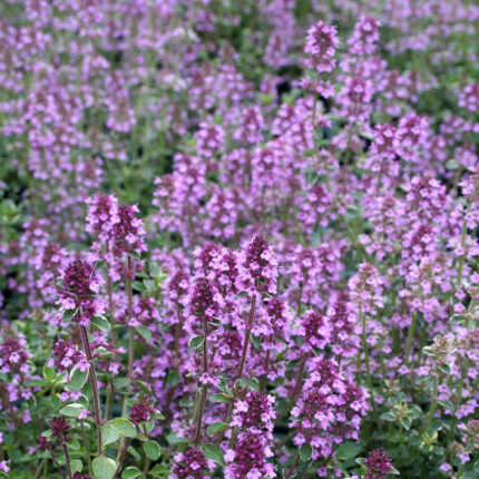 Thymus Foxley
