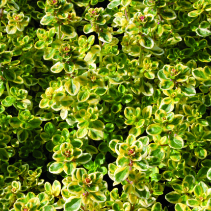 Thymus x c Golden King