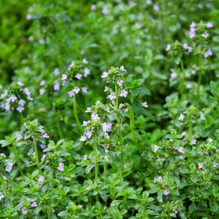 Thymus x c Variegata