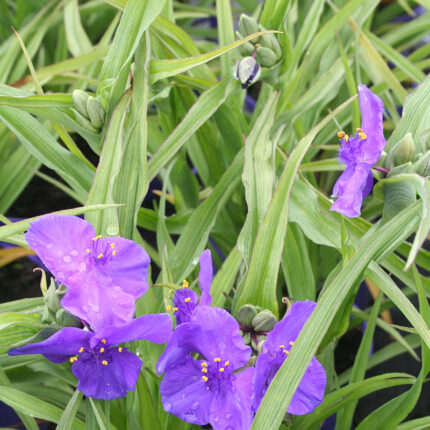 Tradescantia and Leonora