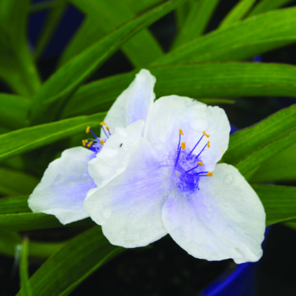 Tradescantia and Osprey