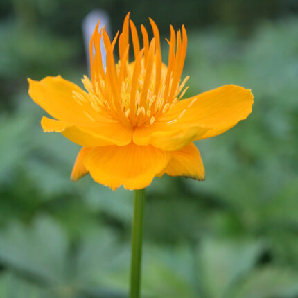 Trollius chin Golden Queen