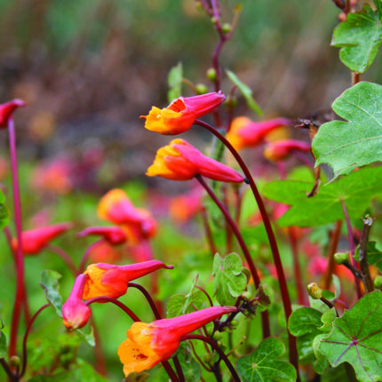Tropaeolum tuberosum Ken Aslet