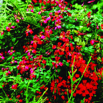 Tropaeolum speciosum