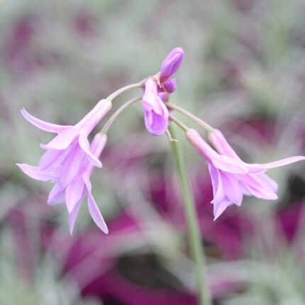 Tulbaghia violacea Variegata