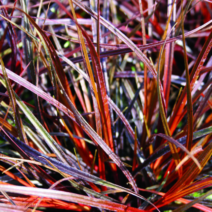 Uncinia rubra