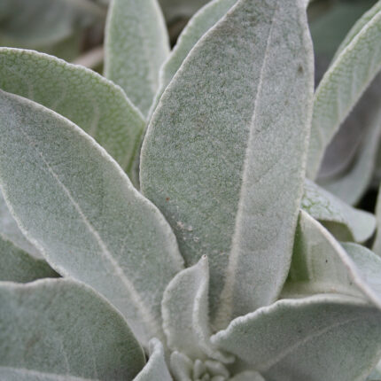 Verbascum bombyciferum