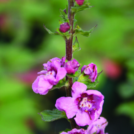 Verbascum Jolly Eyes