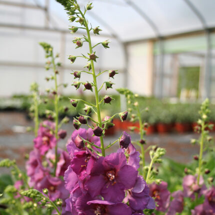 Verbascum Sugar Plum