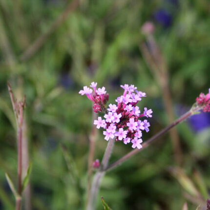 Verbena bonariensis Lollipop