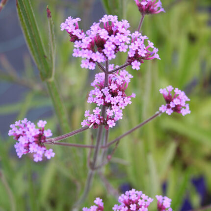 Verbena bonariensis