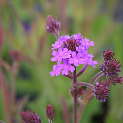 Verbena rigida Venosa