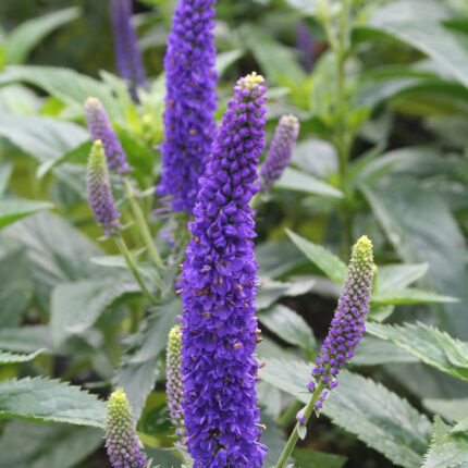Veronica First Glory