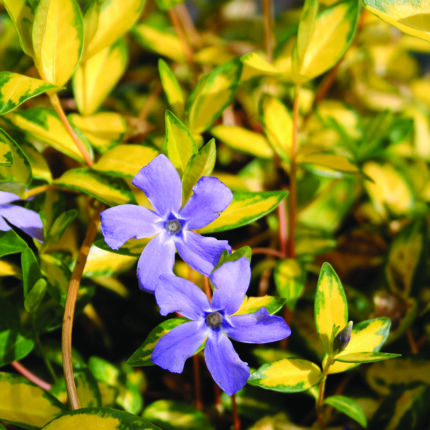 Vinca minor Illuminations