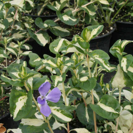 Vinca major Wojos Gem