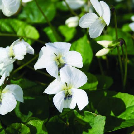 Viola cucullata Alba