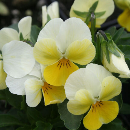 Viola Penny Primrose Bicolor