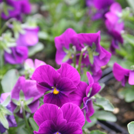 Viola Penny Violet Beacon