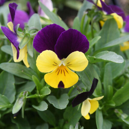 Viola Penny Yellow Jump Up