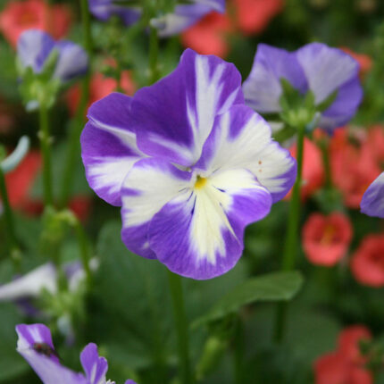 Viola Rebecca