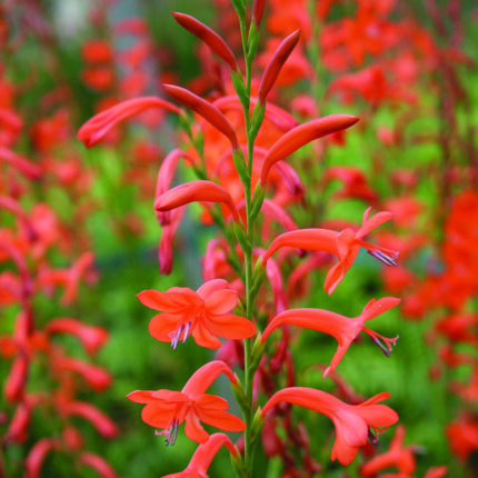 Watsonia Apricot Queen