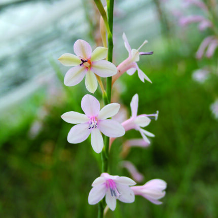 Watsonia Pale Violet