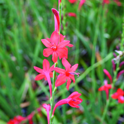 Watsonia Red