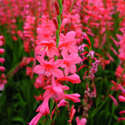 Watsonia Royal Salmon