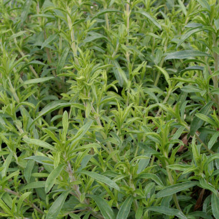 Winter savory