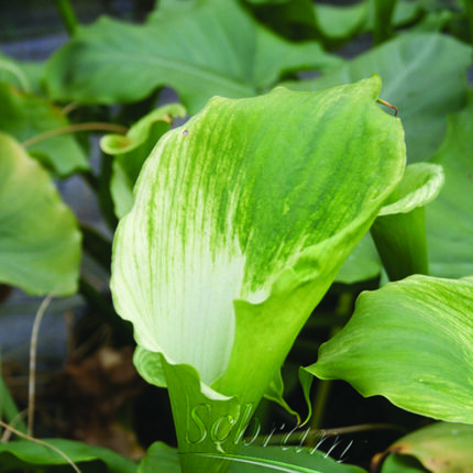 Zantedeschia a Green Goddess