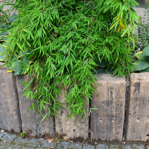 bamboo