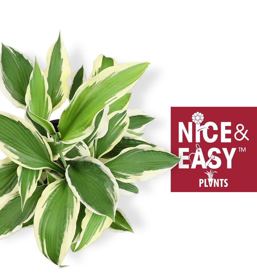 nice and easy plants