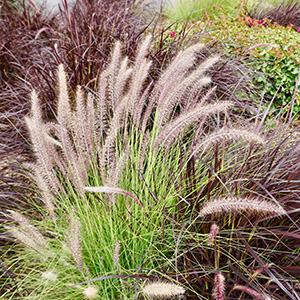 Grass & Grass-Like Plants