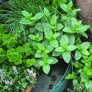 herbs