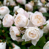 David Austin Roses