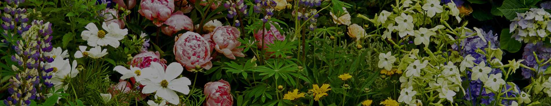 perennials