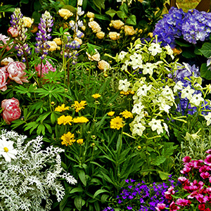 perennials