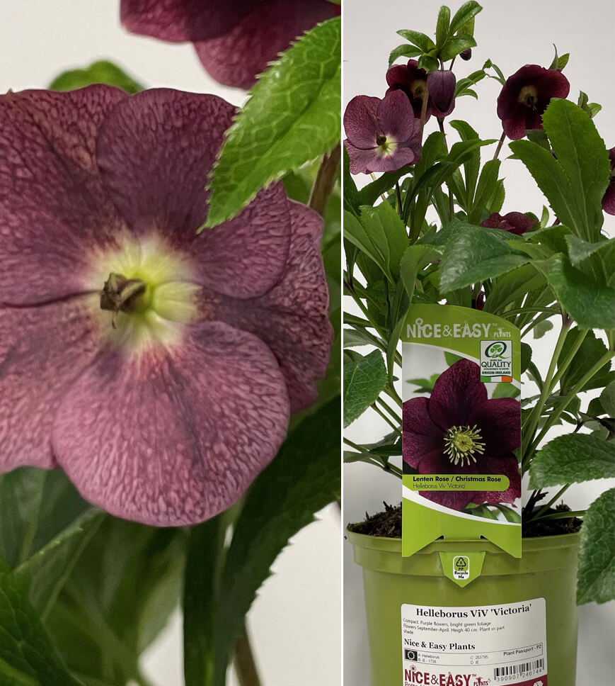 Helleborus ViV ‘Victoria’